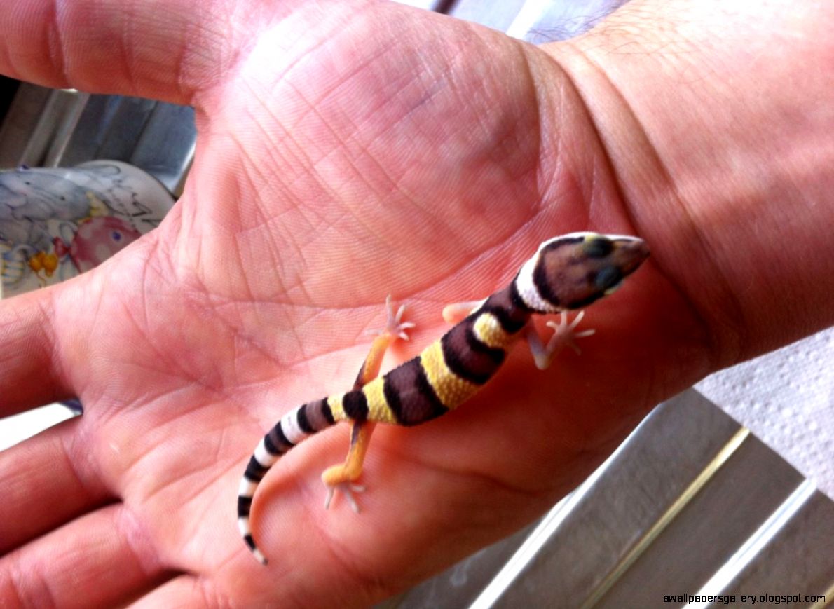 Blazing Banana Blizzard Leopard Gecko