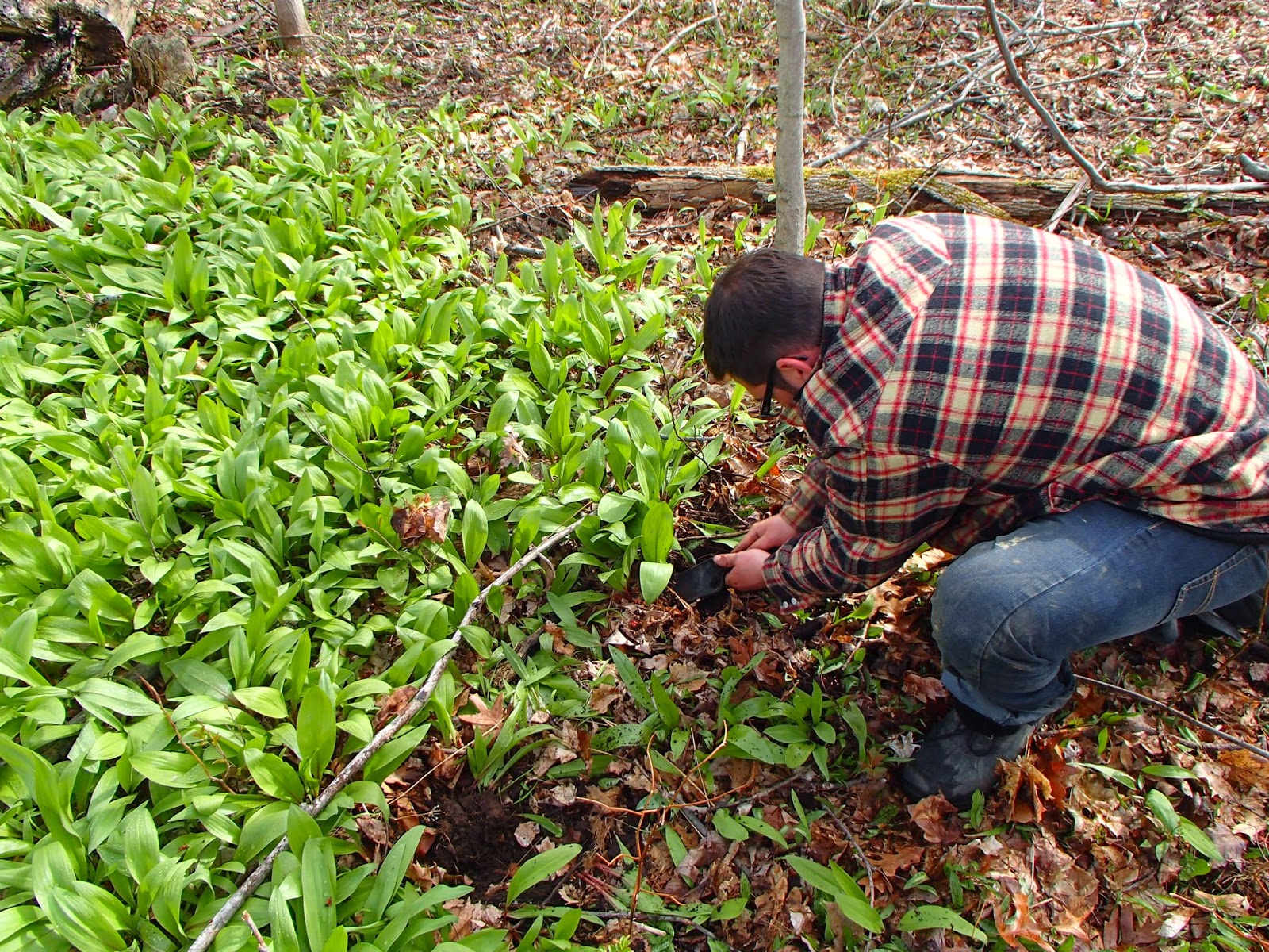 Ridge Berry Farm Scapes, Ramps...and the Gift Economy