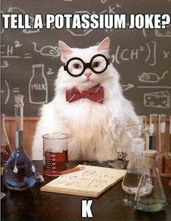 Cat Memes Photos Cat Memes Photos