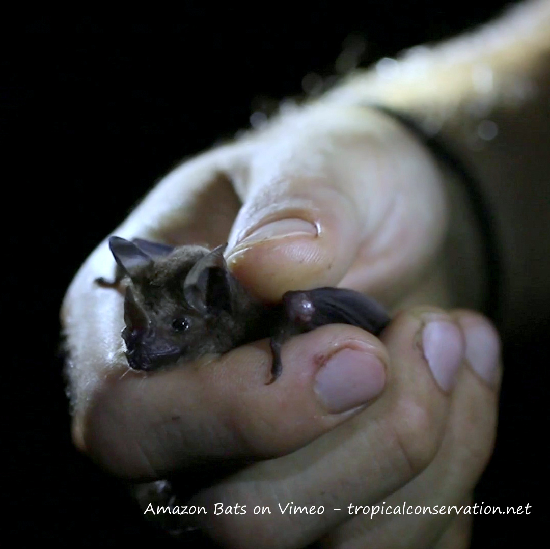 Amazon Bats