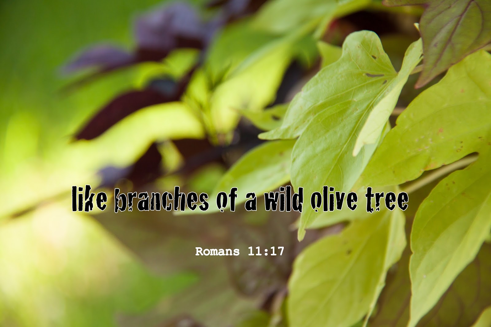 The Gratitude Project Romans 9 16 the-gratitude-project-romans-9-16