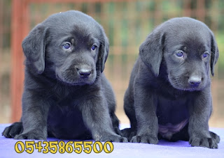 chocolatelabradorr blogspot com