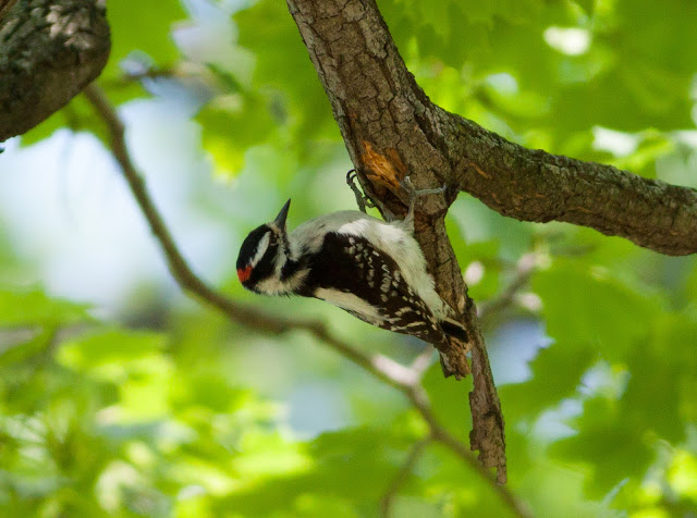 Downy Woodpecker - Greenwood Cemetery, New York