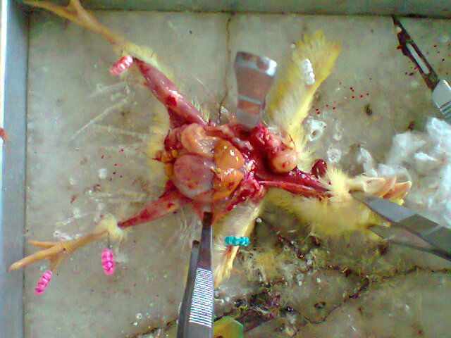 Sistem Pencernaan Ayam Sistem Pencernaan Ayam