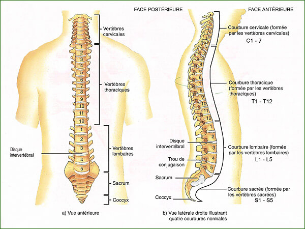 LE TRONC CS020_colonne-vertebrale