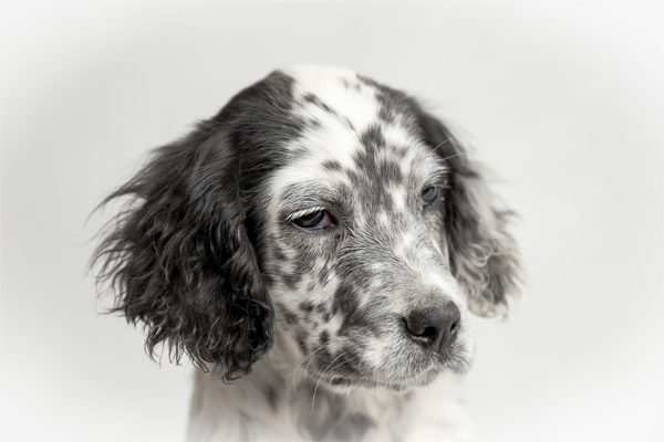 Everything About Your English Setter Luv My Dogs