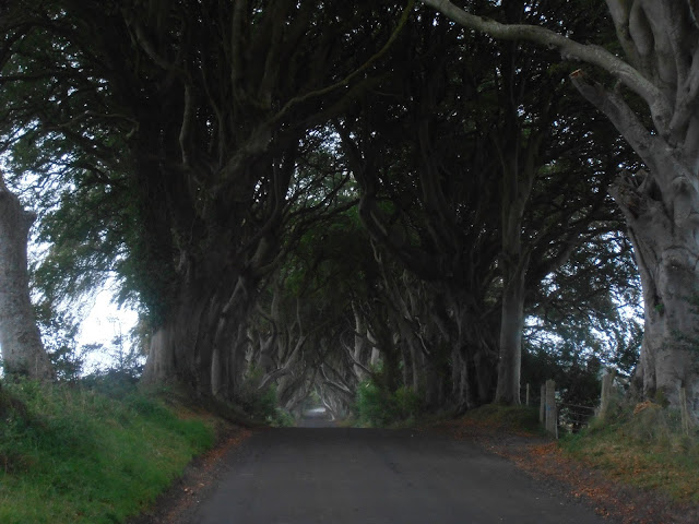The Dark Hedges son el Camino del Rey de Juego de Tronos Los frondosos árboles del Camino del Rey