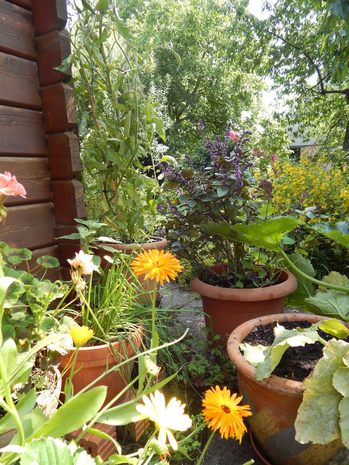 Reisbluete veganblog Wozu ein bioveganes Gartenbuch , und wie geht