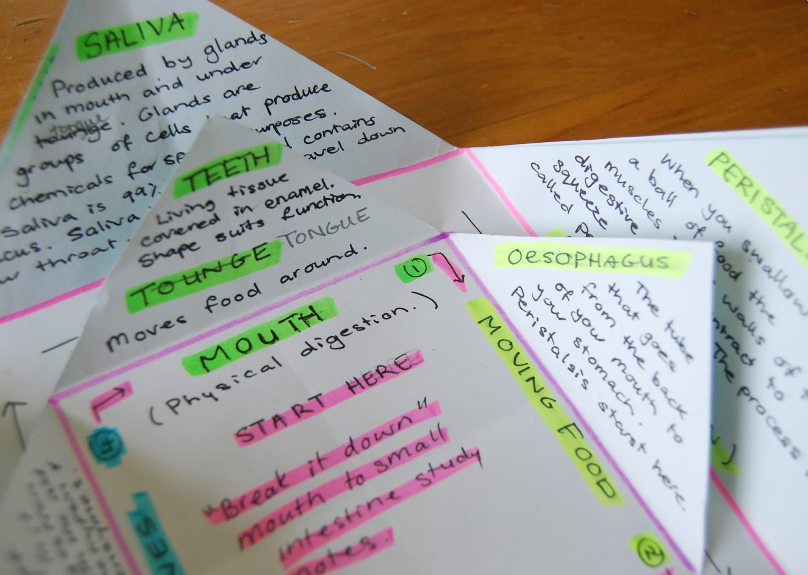 Ol Mother Hubbard Study Star Revision Idea