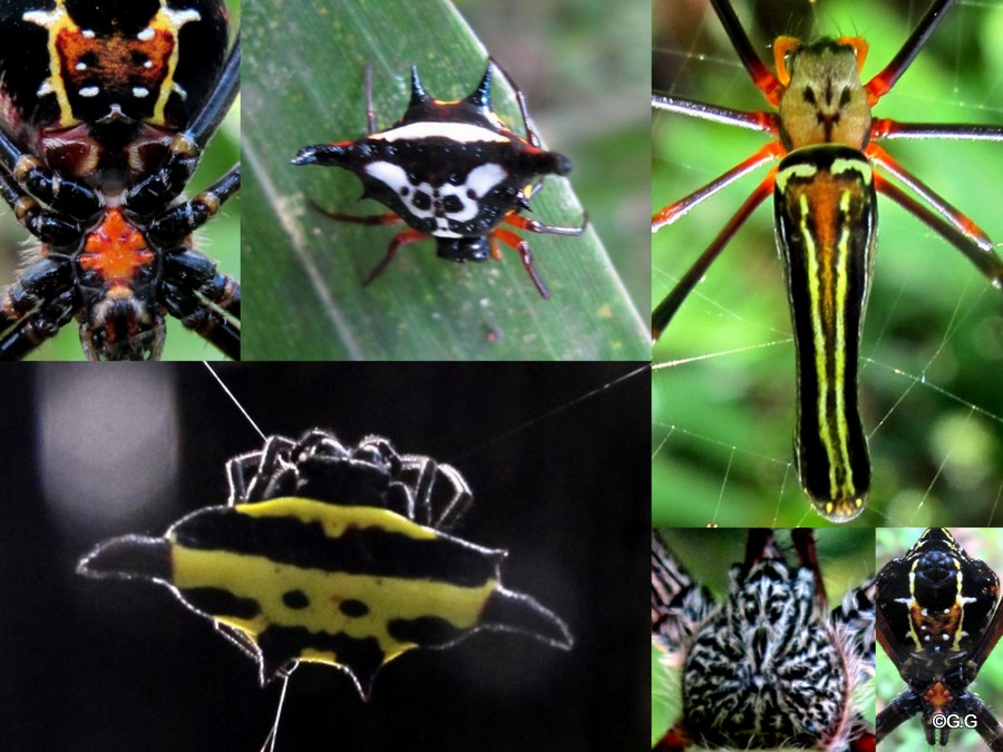 Nature Wonders Gershonized: More New Guinea insects זחלים עכבישים ...