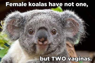 animal facts, amazing animal facts, facts about animals, female koalas have not one but two vaginas