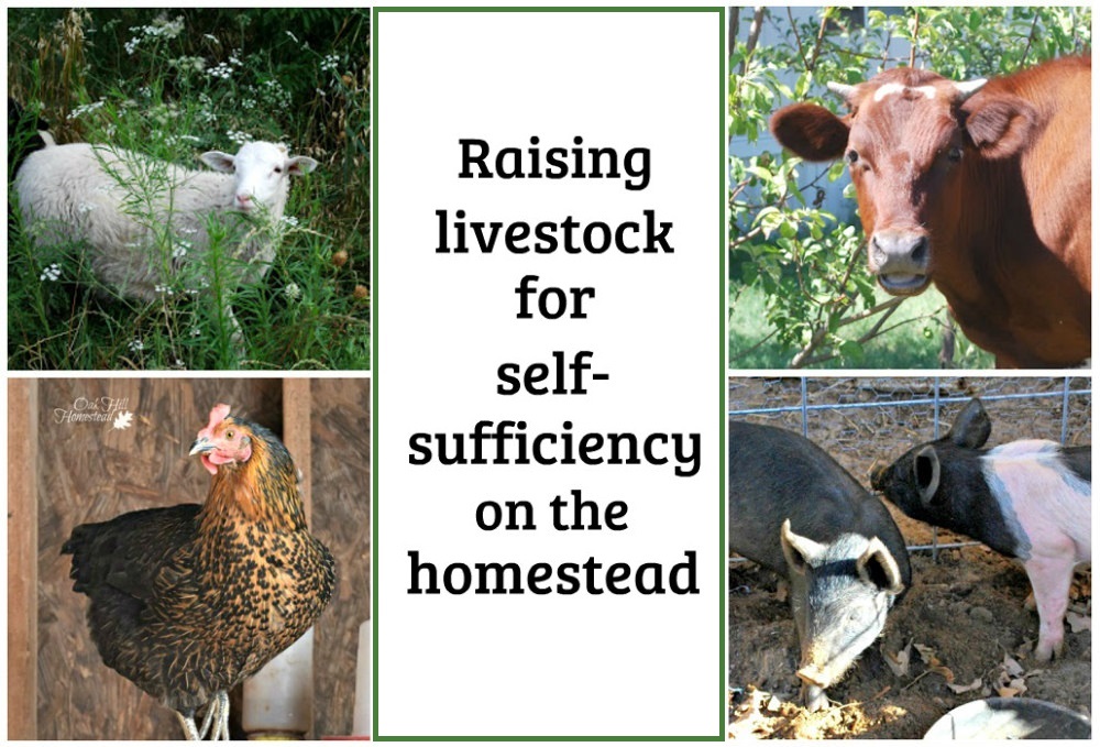 Raising Livestock for Self-Sufficiency - Oak Hill Homestead