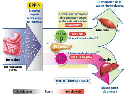 diabetes mellitus tipo 2 con dieta de hiperglucemia
