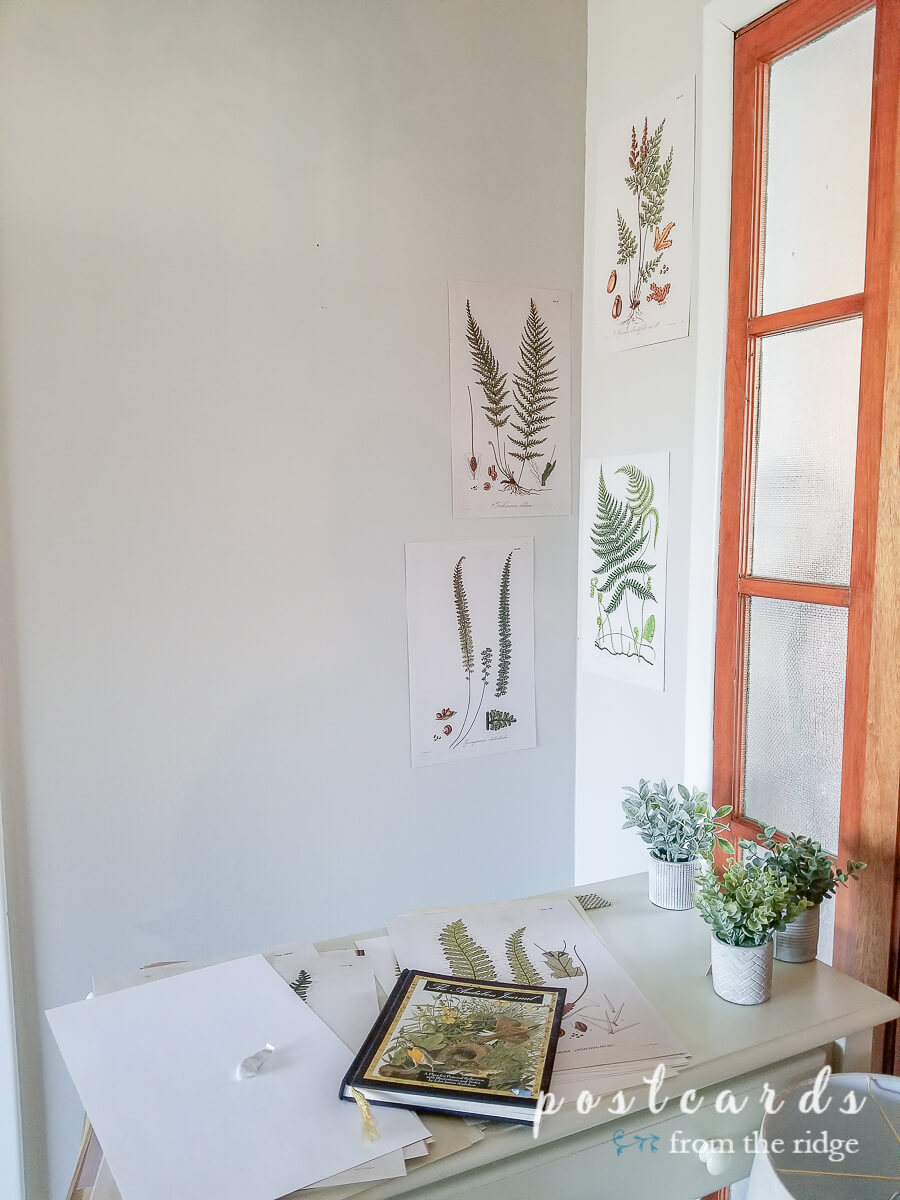 attaching fern prints to wall