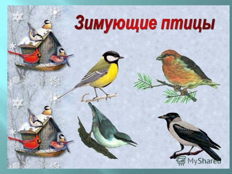 Проект средняя группа зимующие птицы