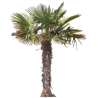 AF IMAGEDATA: Good textures of trees