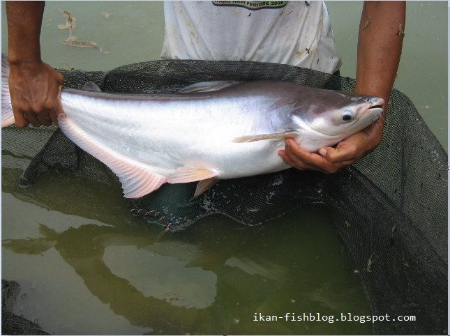 Umpan Mancing Ikan Patin Kolam Harian