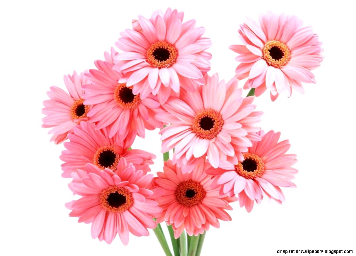 Beautifulflowerswallpapers