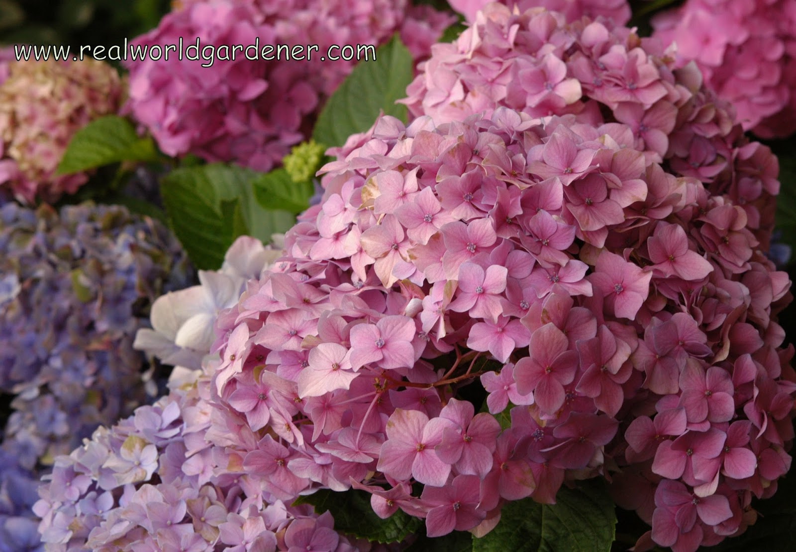 Echoes Of Eden Dayle King Searle Hydrangeas For Alkaline Soil