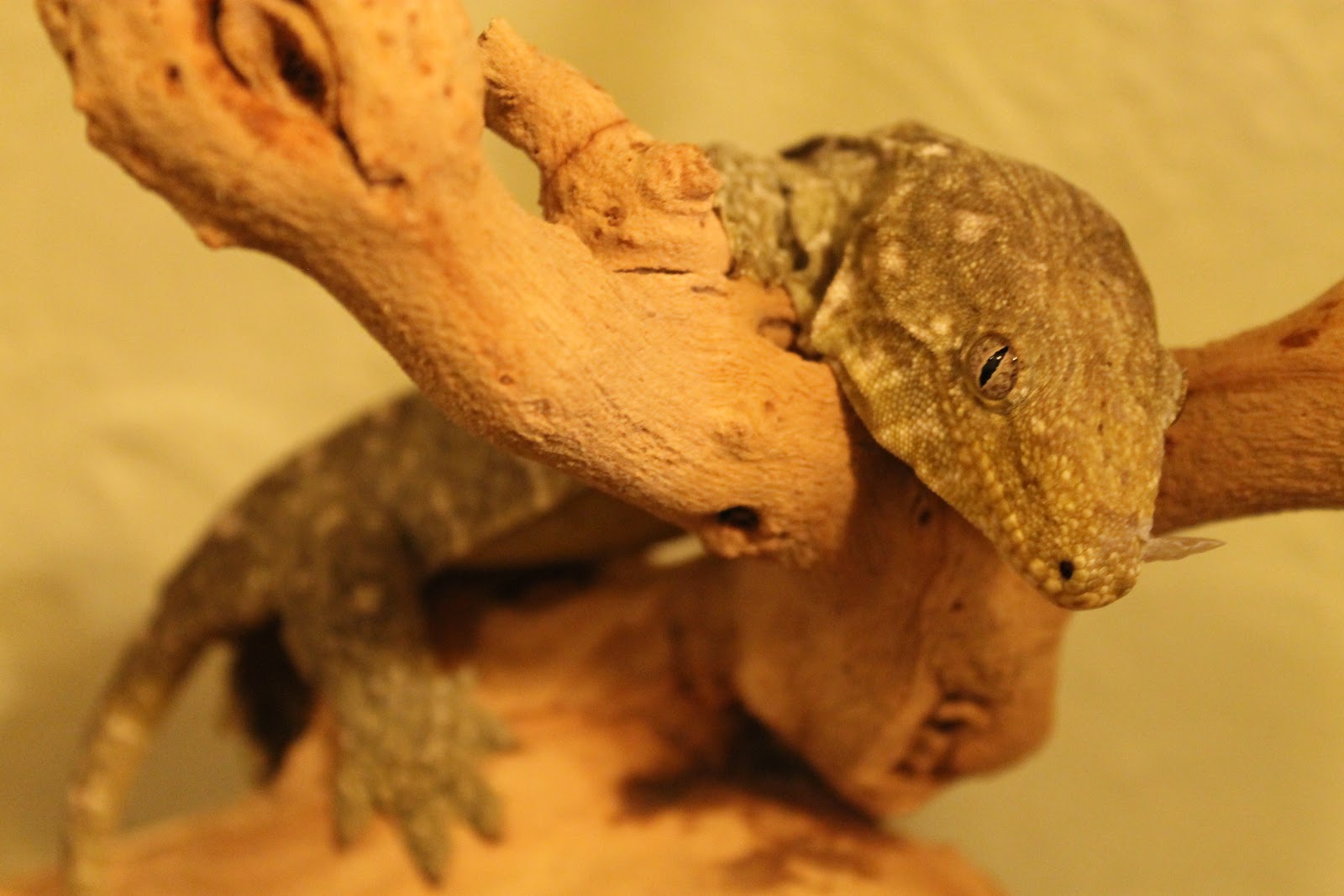 Lizards in Sweaters: This is the start of something beautiful.