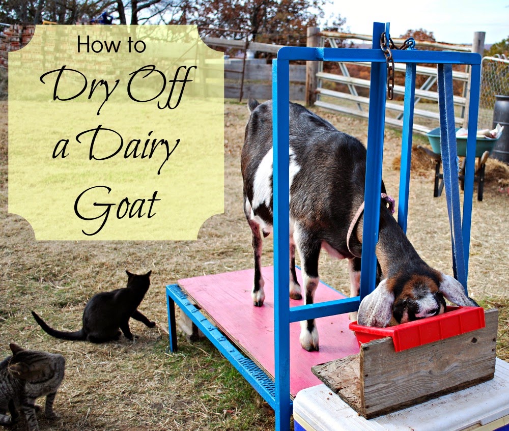 How to Stop Milking Your Goat (How to Dry Off a Dairy Goat) Oak Hill