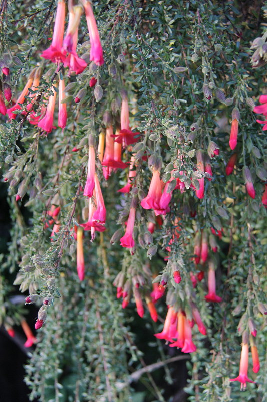 Winkler's Travelogue: More Cusco