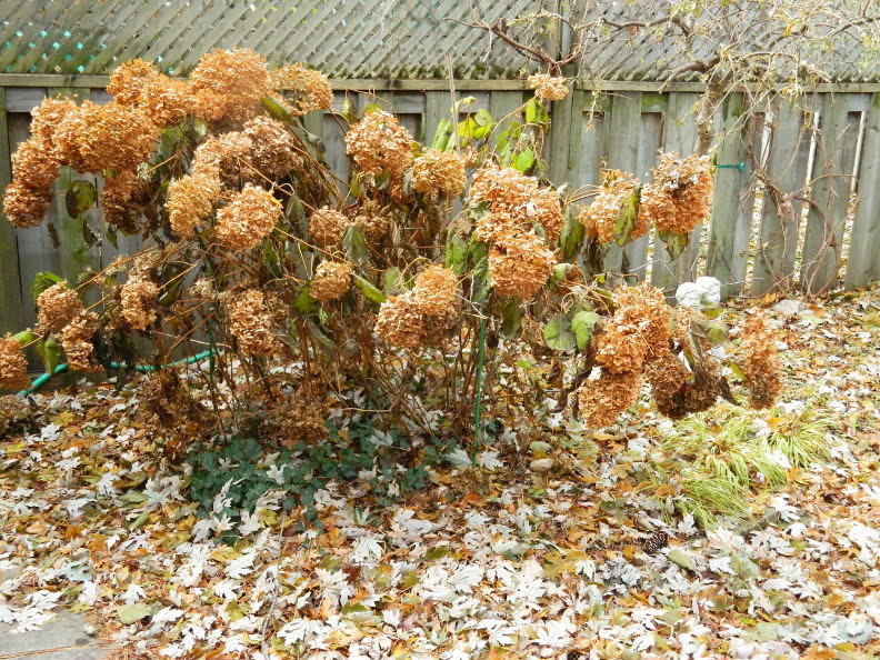 Gardening In The Heart Of Virginia Hydrangea Care