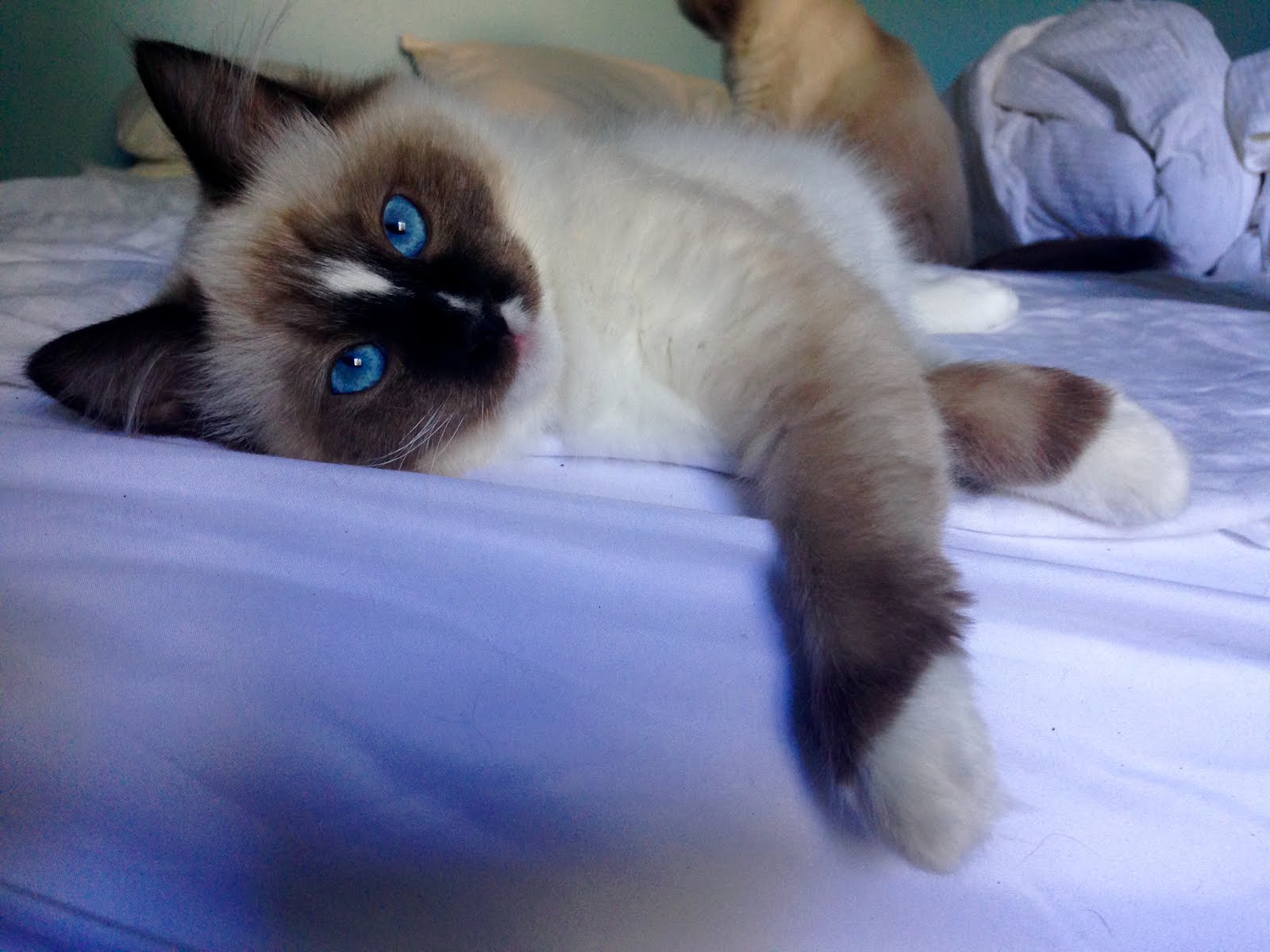blue mitted ragdoll with blaze