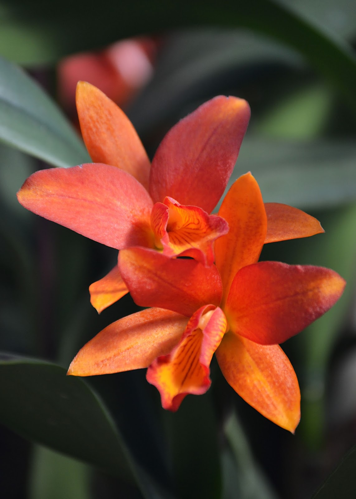 JTWOO Orchidelirium at the New York Botanical Garden