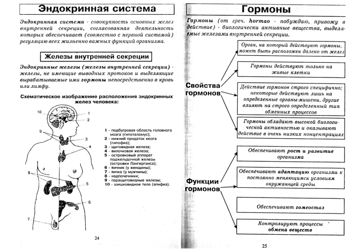 Реферат На Тему Эндокринная Система Скачать Бесплатно