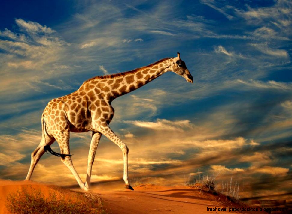 Africa Giraffe