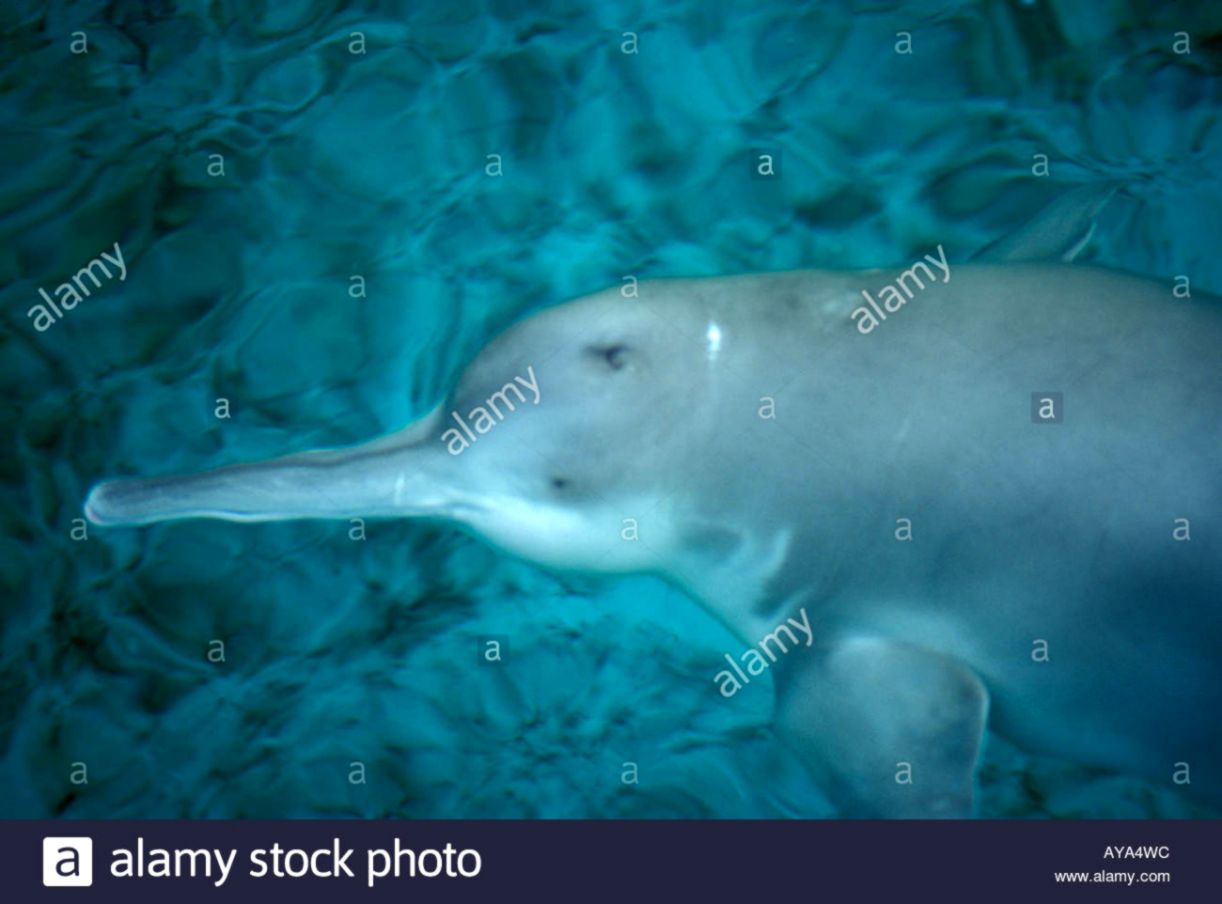 China Wuhan Captive endangered Yangtze River Dolphin Lipotes Stock