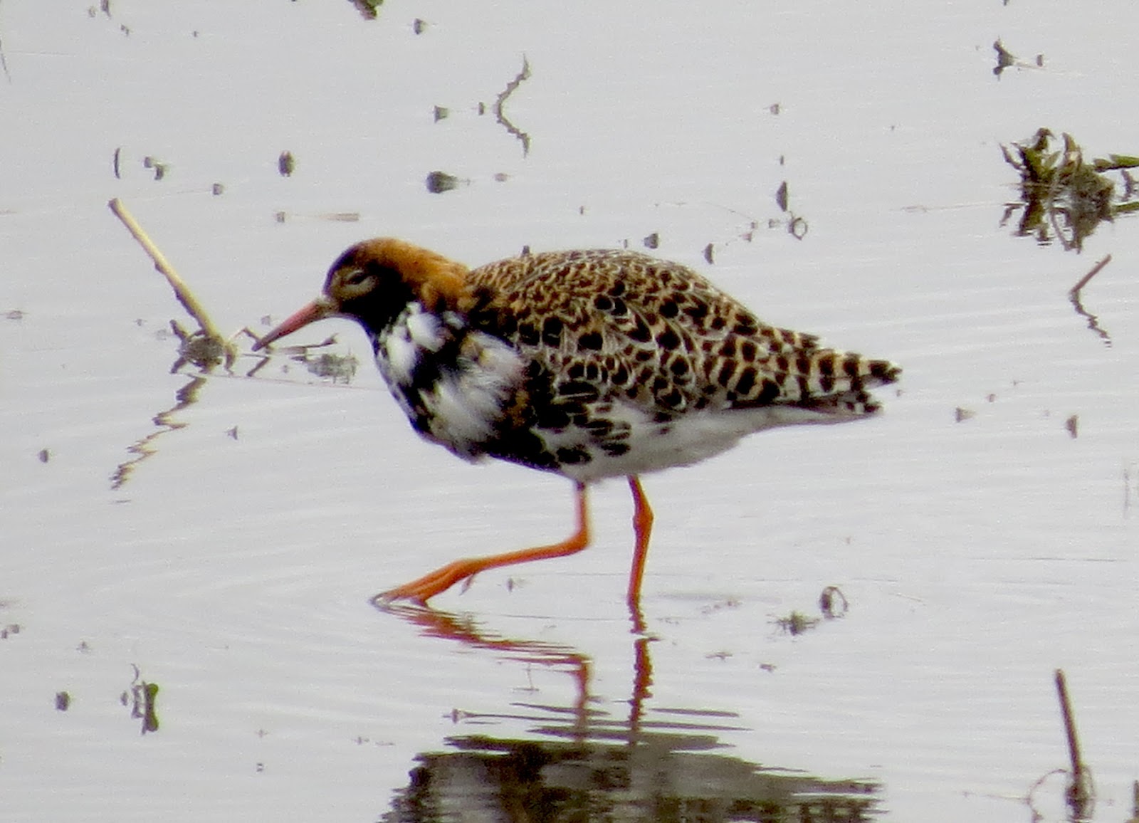 North Shore Nature: A Ruff in Chatsworth! [updated Apr. 24]