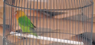 Setinag Burung Lovebird - Kupas Tuntas Rahasia Setinga Burung Lovebird Jawara (Lovebird Minor)