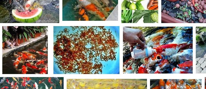 Makanan Ikan Koi Selain Pelet Agar Cepat Besar