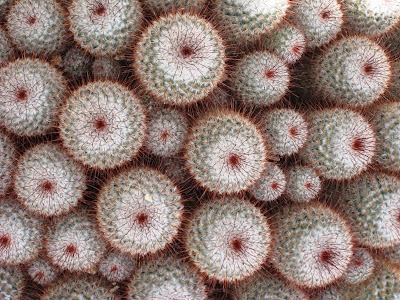 Decorative shot of a group of cacti