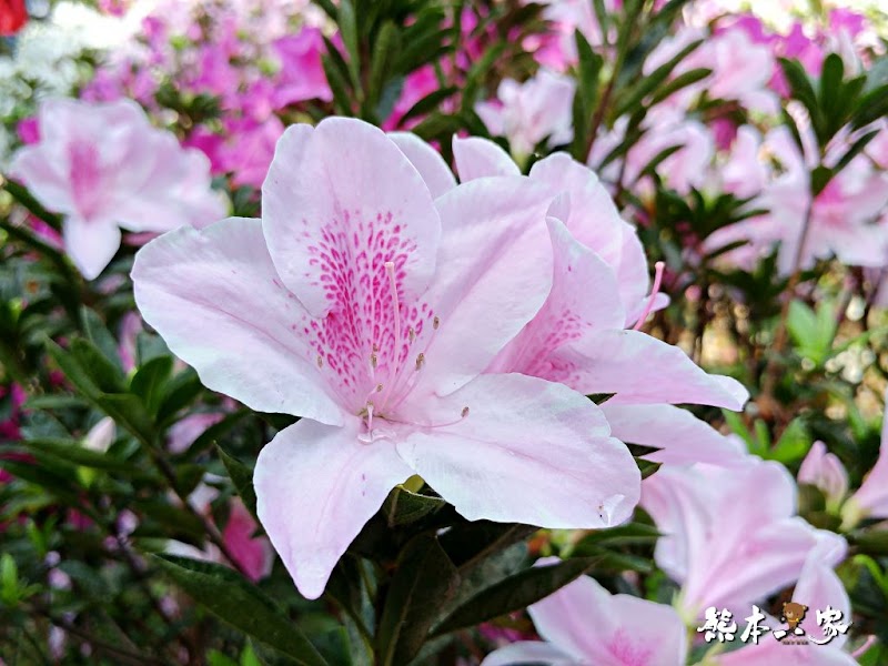 中正紀念堂櫻花花況3月拍攝|中正紀念堂賞櫻地圖|原生櫻花區-大漁櫻-山櫻花-重瓣緋寒櫻