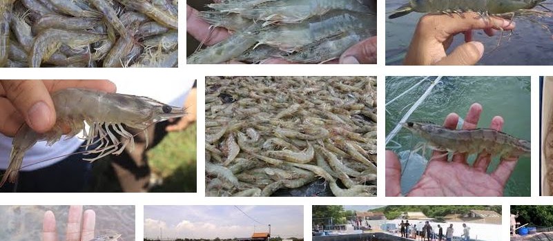 Mengenal Udang Vannamei yang Tahan Penyakit