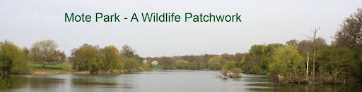 Mote Park - A Wildlife Patchwork