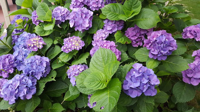 Purple Hydrangeas
