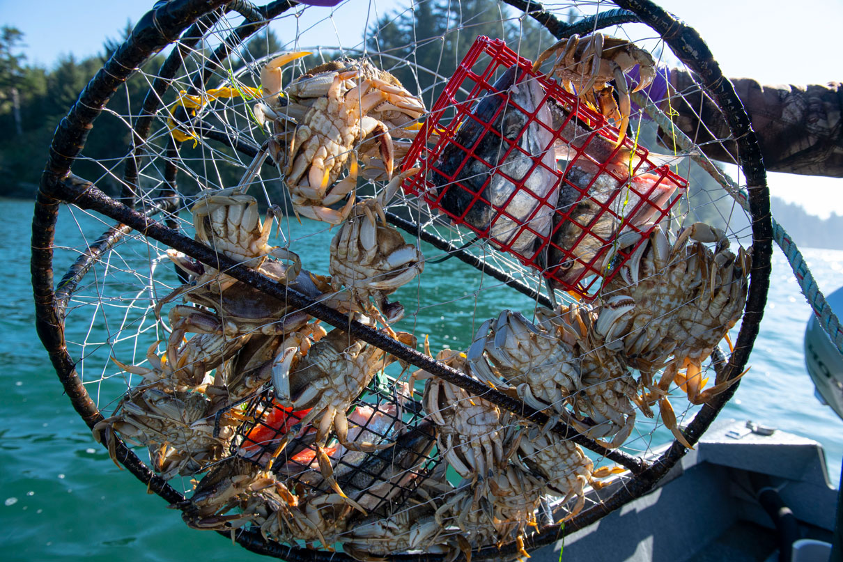 Robin Loznak Photography Dungeness crab in western Oregon