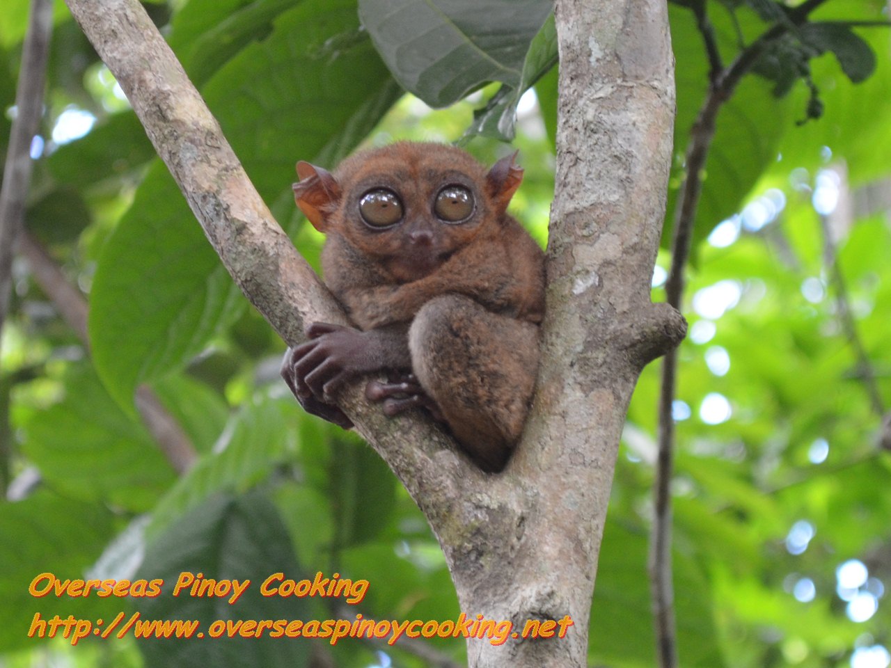 Bohol Foodtrip Part 1 Loboc River Cruise, Chocolate Hills, Tarsier