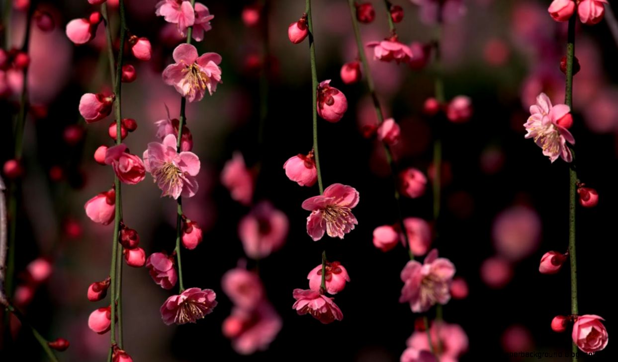 Cool Laptop Backgrounds  HD Wallpapers