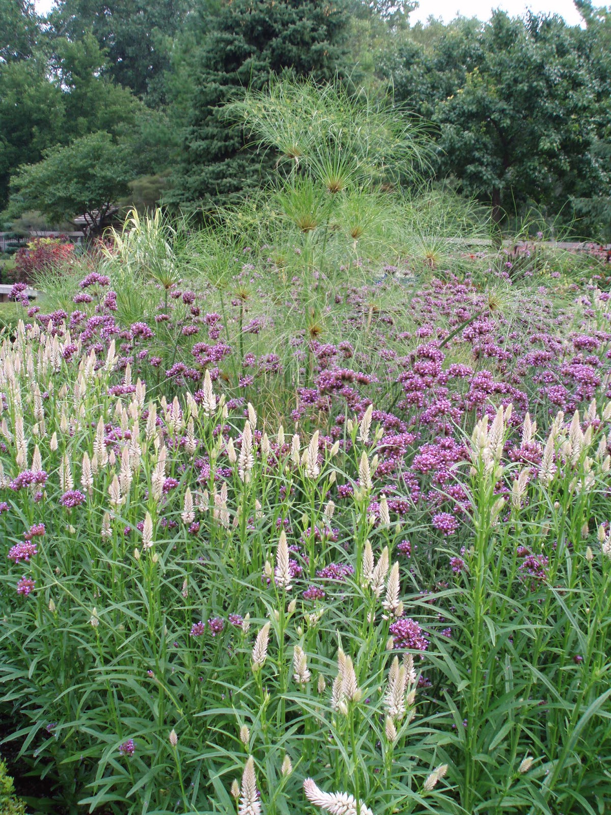 Look For The Meteor Shower (Verbena)! Rotary Botanical Gardens