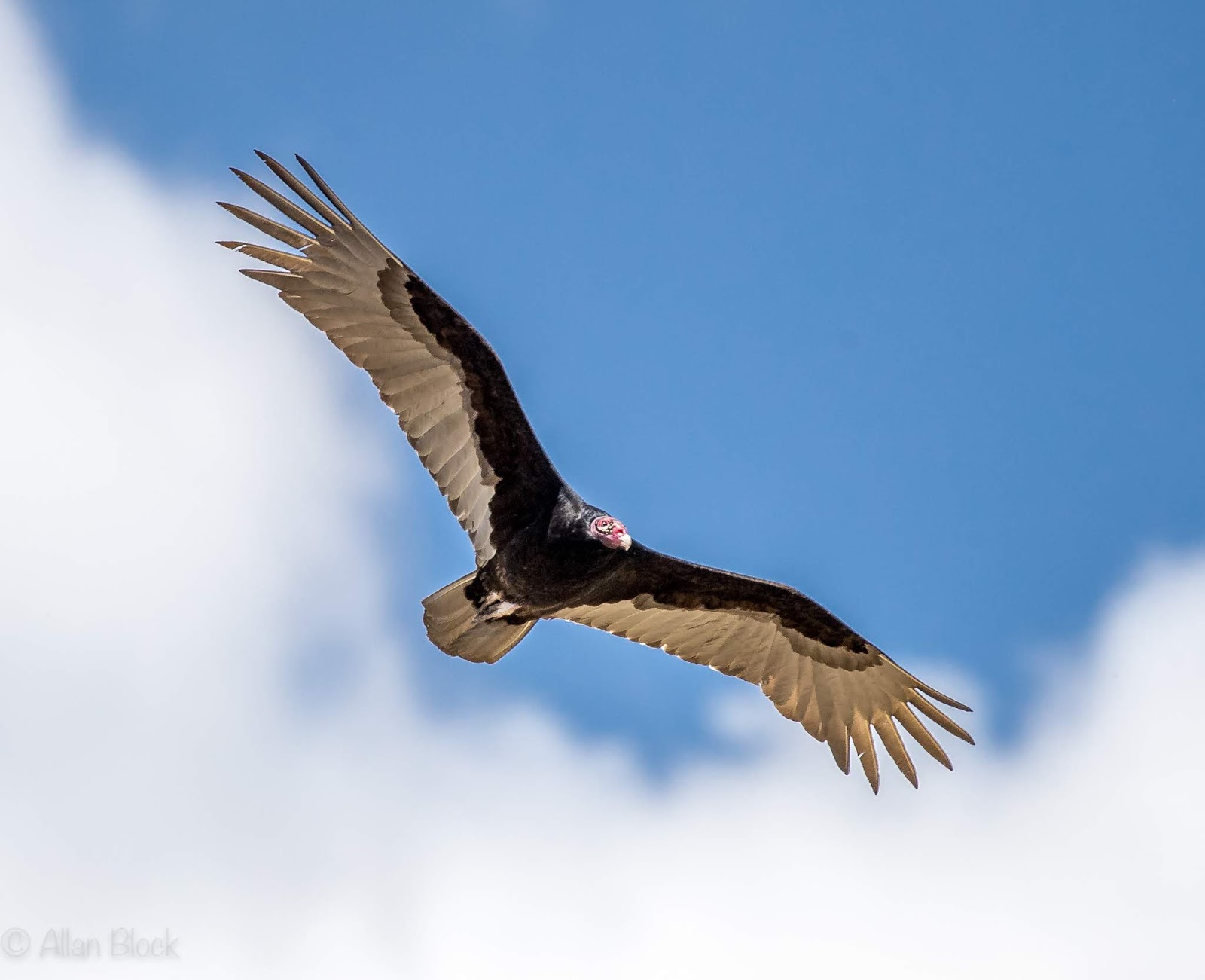 Feather Tailed Stories Turkey Vulture Hawk)