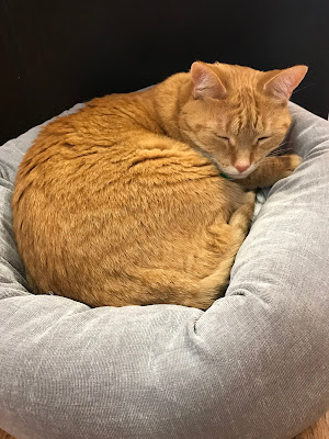 Who doesn't like a ginger mancat?