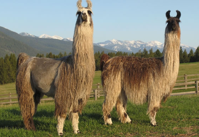 Image result for llama