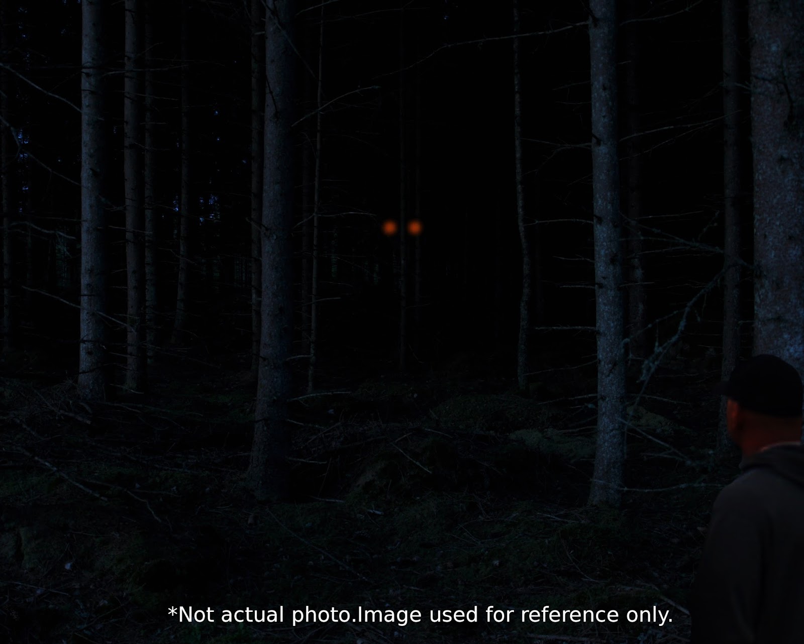 Report of Wood Knocks and Glowing Eyes The Crypto Crew