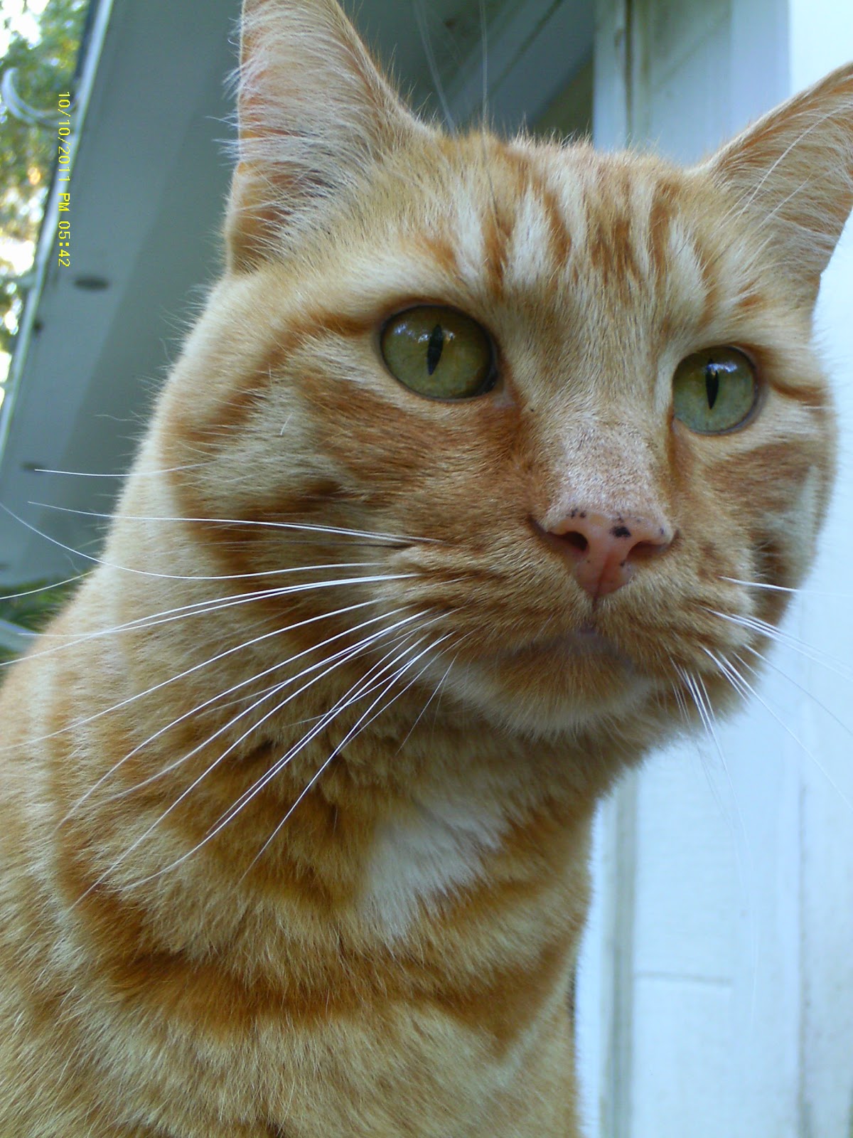 Nerissa S Life August 2016