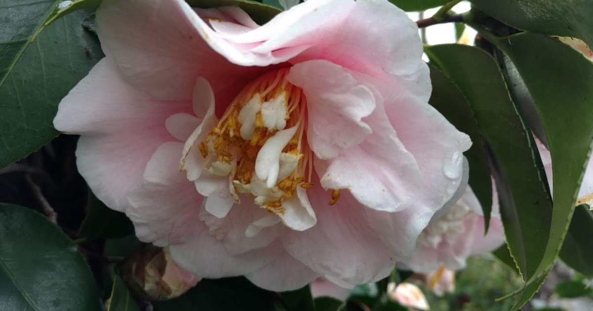 What to do about brown camellias